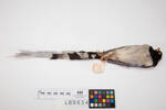 Urocissa erythrorhyncha, LB9634, © Auckland Museum CC BY