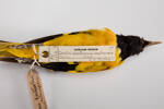 Oriolus xanthornus ceylonensis, LB9706, © Auckland Museum CC BY