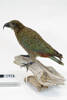 Nestor notabilis, LB12928, © Auckland Museum CC BY