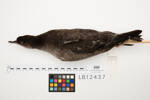 Puffinus tenuirostris, LB12437, © Auckland Museum CC BY