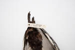 Chenonetta jubata, LB1913, © Auckland Museum CC BY