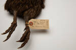 Apteryx mantelli, LB2248, © Auckland Museum CC BY