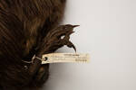 Apteryx mantelli, LB2249, © Auckland Museum CC BY