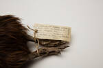Apteryx mantelli, LB2255, © Auckland Museum CC BY