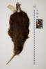 Apteryx mantelli, LB2255, © Auckland Museum CC BY