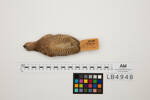 Coturnix ypsilophora, LB4948, © Auckland Museum CC BY