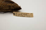 Coturnix ypsilophora, LB4953, © Auckland Museum CC BY