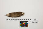 Coturnix ypsilophora, LB4991, © Auckland Museum CC BY