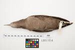Puffinus tenuirostris, LB5104, © Auckland Museum CC BY