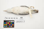 Pachyptila belcheri, LB5617, © Auckland Museum CC BY