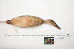 Anas clypeata, LB7500, © Auckland Museum CC BY