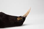 Heteralocha acutirostris, LB4564, © Auckland Museum CC BY