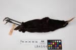 Heteralocha acutirostris, LB4564, © Auckland Museum CC BY