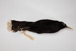 Heteralocha acutirostris, LB4567, © Auckland Museum CC BY