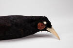 Heteralocha acutirostris, LB4571, © Auckland Museum CC BY