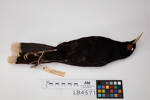 Heteralocha acutirostris, LB4571, © Auckland Museum CC BY