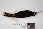 Heteralocha acutirostris, LB4576, © Auckland Museum CC BY