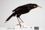 Heteralocha acutirostris, LB9216, © Auckland Museum CC BY