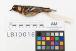 Dendroica castanea; LB10016; © Auckland Museum CC BY
