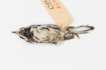 Dendroica nigrescens; LB10019; © Auckland Museum CC BY