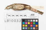 Seiurus motacilla; LB10032; © Auckland Museum CC BY