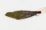 Vireo flavifrons; LB10143; © Auckland Museum CC BY