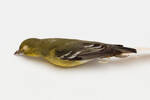 Vireo flavifrons; LB10143; © Auckland Museum CC BY