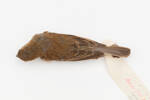 Carduelis tristis; LB10149; © Auckland Museum CC BY