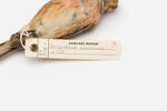 Carpodacus mexicanus; LB10160; © Auckland Museum CC BY