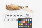 Carpodacus mexicanus; LB10160; © Auckland Museum CC BY