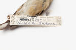 Carduelis tristis; LB10162; © Auckland Museum CC BY