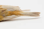 Serinus canaria; LB10168; © Auckland Museum CC BY