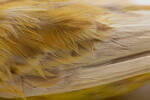 Serinus canaria; LB10168; © Auckland Museum CC BY