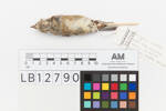 Fringilla coelebs; LB12790; © Auckland Museum CC BY