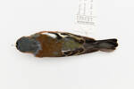 Fringilla coelebs; LB13924; © Auckland Museum CC BY