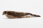 Accipiter striatus; LB14042; © Auckland Museum CC BY
