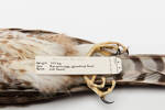 Accipiter striatus; LB14042; © Auckland Museum CC BY