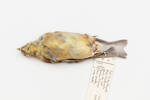 Carduelis tristis; LB14055; © Auckland Museum CC BY