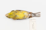Carduelis tristis; LB14056; © Auckland Museum CC BY