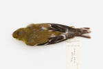 Carduelis tristis; LB14056; © Auckland Museum CC BY