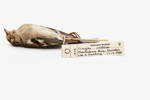 Fringilla coelebs; LB1474; © Auckland Museum CC BY