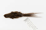 Bowdleria punctata; LB14920; © Auckland Museum CC BY
