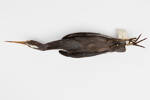 Egretta sacra; LB1852; © Auckland Museum CC BY