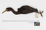 Egretta sacra; LB1852; © Auckland Museum CC BY