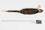Egretta sacra; LB1933; © Auckland Museum CC BY