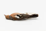 Fringilla coelebs; LB1993; © Auckland Museum CC BY