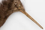 Apteryx mantelli; LB2246; © Auckland Museum CC BY