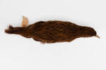Gallirallus australis scotti; LB2660; © Auckland Museum CC BY