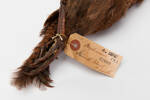 Gallirallus australis scotti; LB2660; © Auckland Museum CC BY