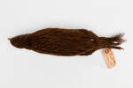 Gallirallus australis scotti; LB2663; © Auckland Museum CC BY